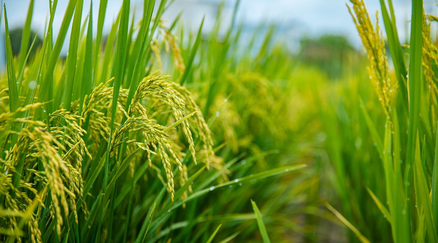 Close view of grain heads in an Indiana field